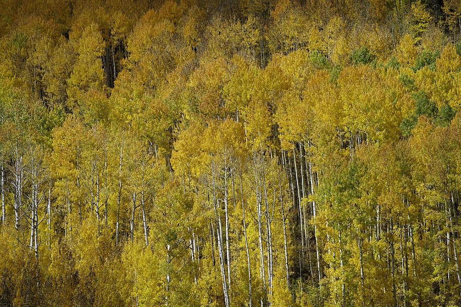 HD wallpaper: yellow leafed trees, brown, birch, flora, plant, forest ...