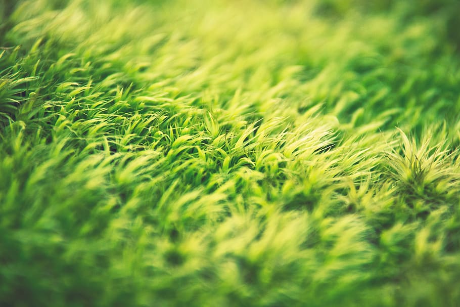 green grass, selective focus, field, plant, land, nature, green color HD wallpaper