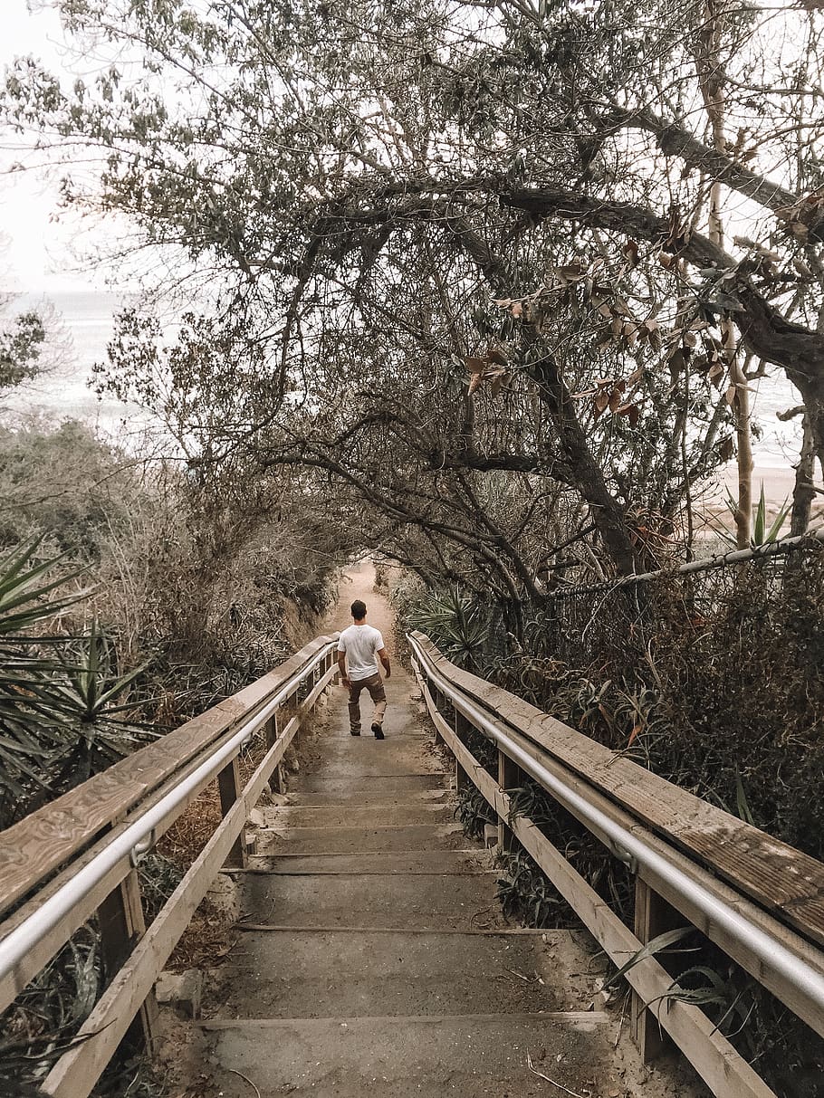 man walking down on gray staircase, tree, the way forward, plant HD wallpaper