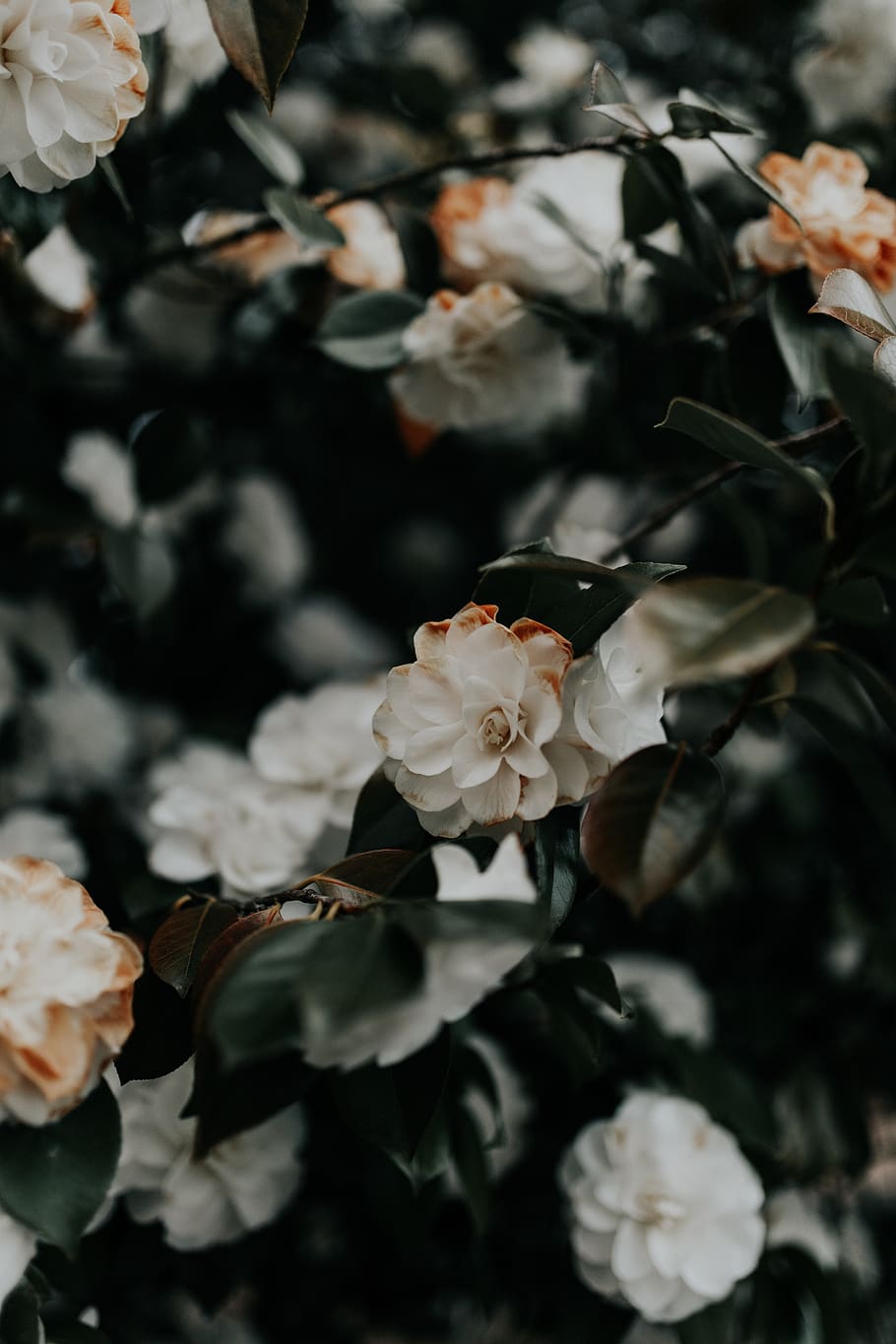 white petaled flowers, plant, flowering plant, freshness, beauty in nature HD wallpaper