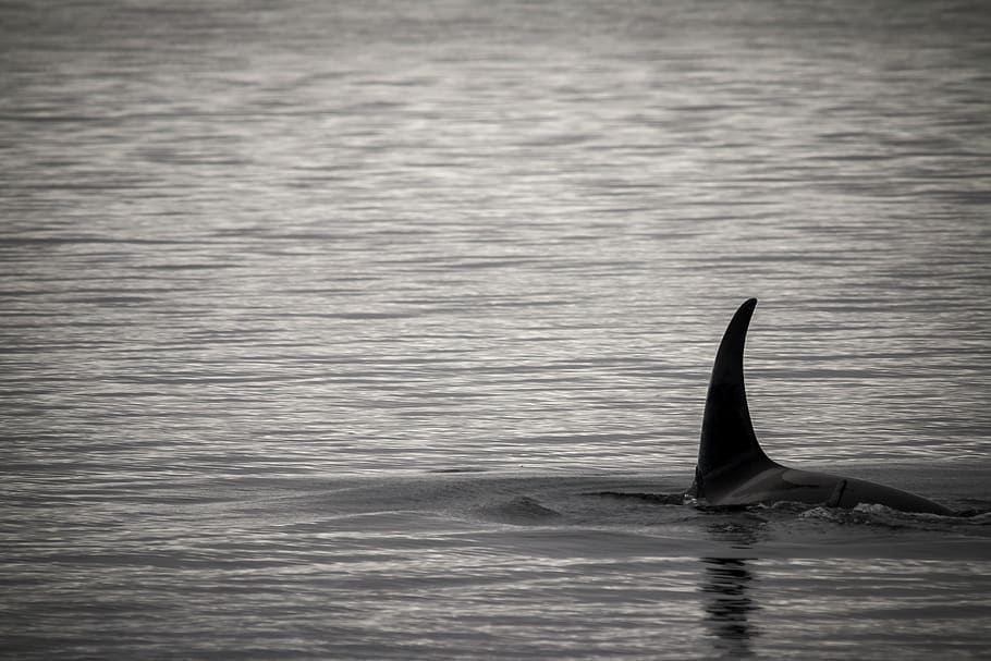 united states, point retreat, dorsal, sea, alaska, orca, killer whale