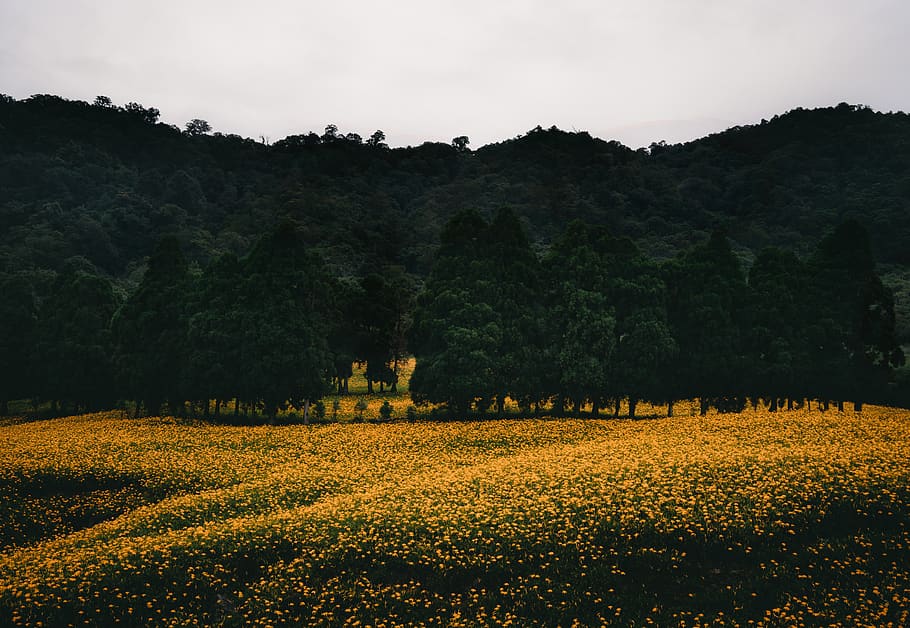 yellow flower field and silhouette of trees, nature, taiwan, 赤科山金針花海