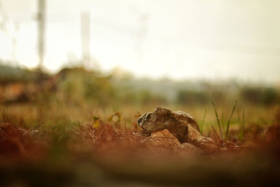 animal themes, selective focus, animal wildlife, one animal HD wallpaper