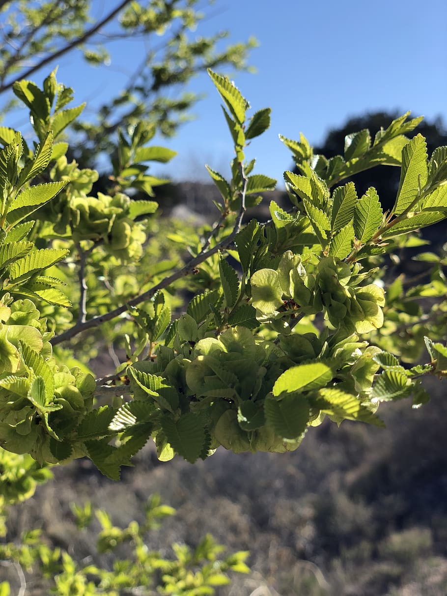 chinese elm tree, leaves, new mexico, trees, southwest, nature, HD wallpaper