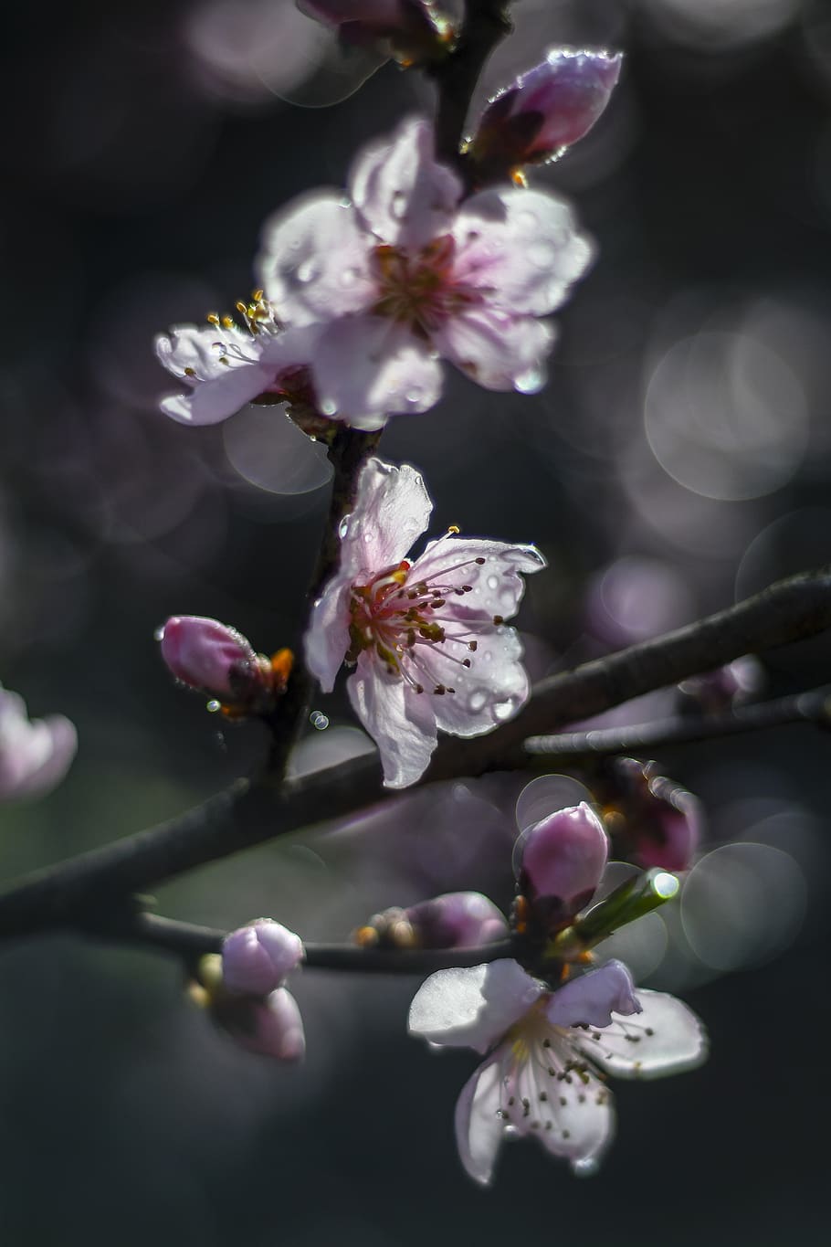 spring, blossom, tree, fruit, peach, peach blossom, blooming