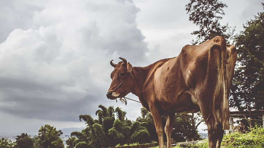 brown cattle photography, mammal, cow, animal, bull, horse, dairy cow HD wallpaper