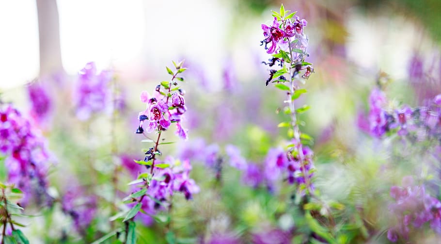 nature, green, leaf, blossom, flowers, plant, summer, spring HD wallpaper