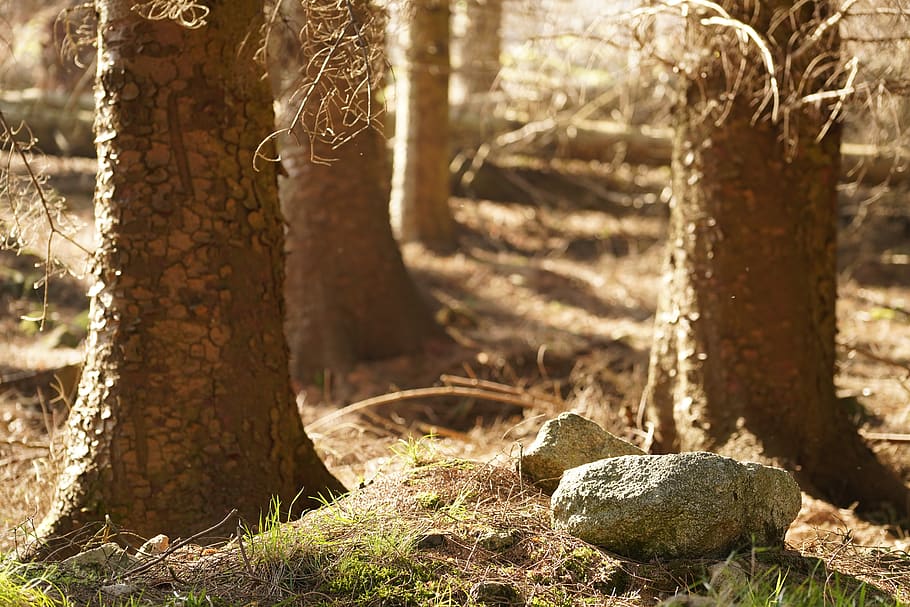 tree, nature, trunk, plant, tree trunk, day, land, animal wildlife HD wallpaper