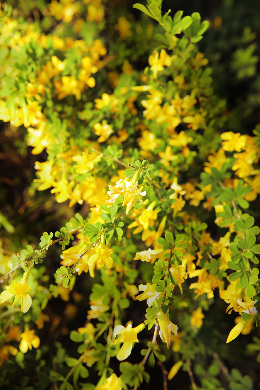 flower, con2011, nature, growth, plant, beauty in nature, yellow HD wallpaper