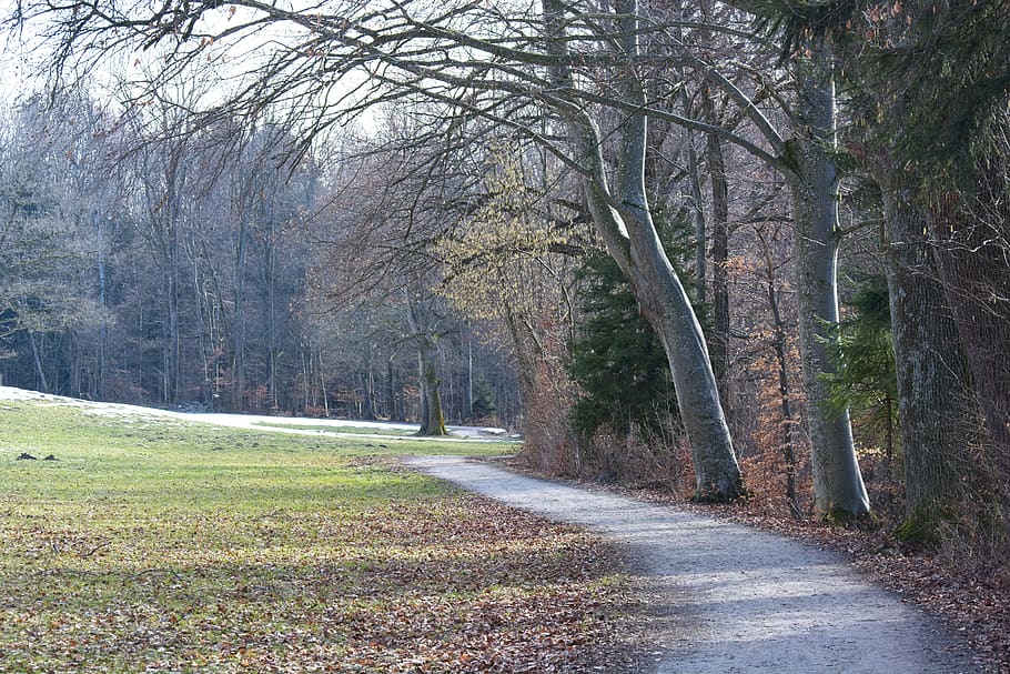 promenade, away, path, autumn, spring, nature, trail, forest path, HD wallpaper