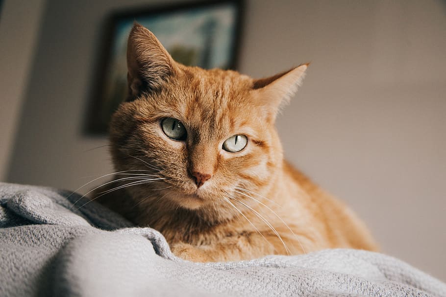 selective focus photography of orange tabby cat, pet, mammal, HD wallpaper