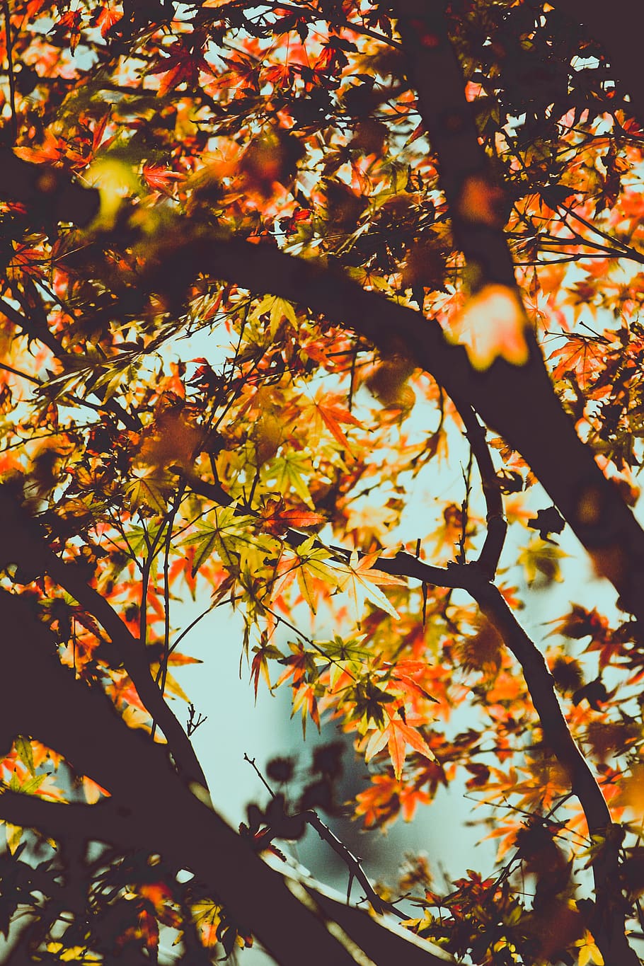 Maple Tree, autumn, plant, branch, change, leaf, plant part, beauty in nature HD wallpaper
