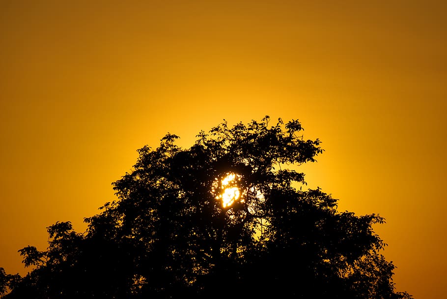 sunset, evening, mood, light, tree, silhouette against the light HD wallpaper