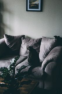 black cat on gray sofa, couch, furniture, cushion, living room HD wallpaper
