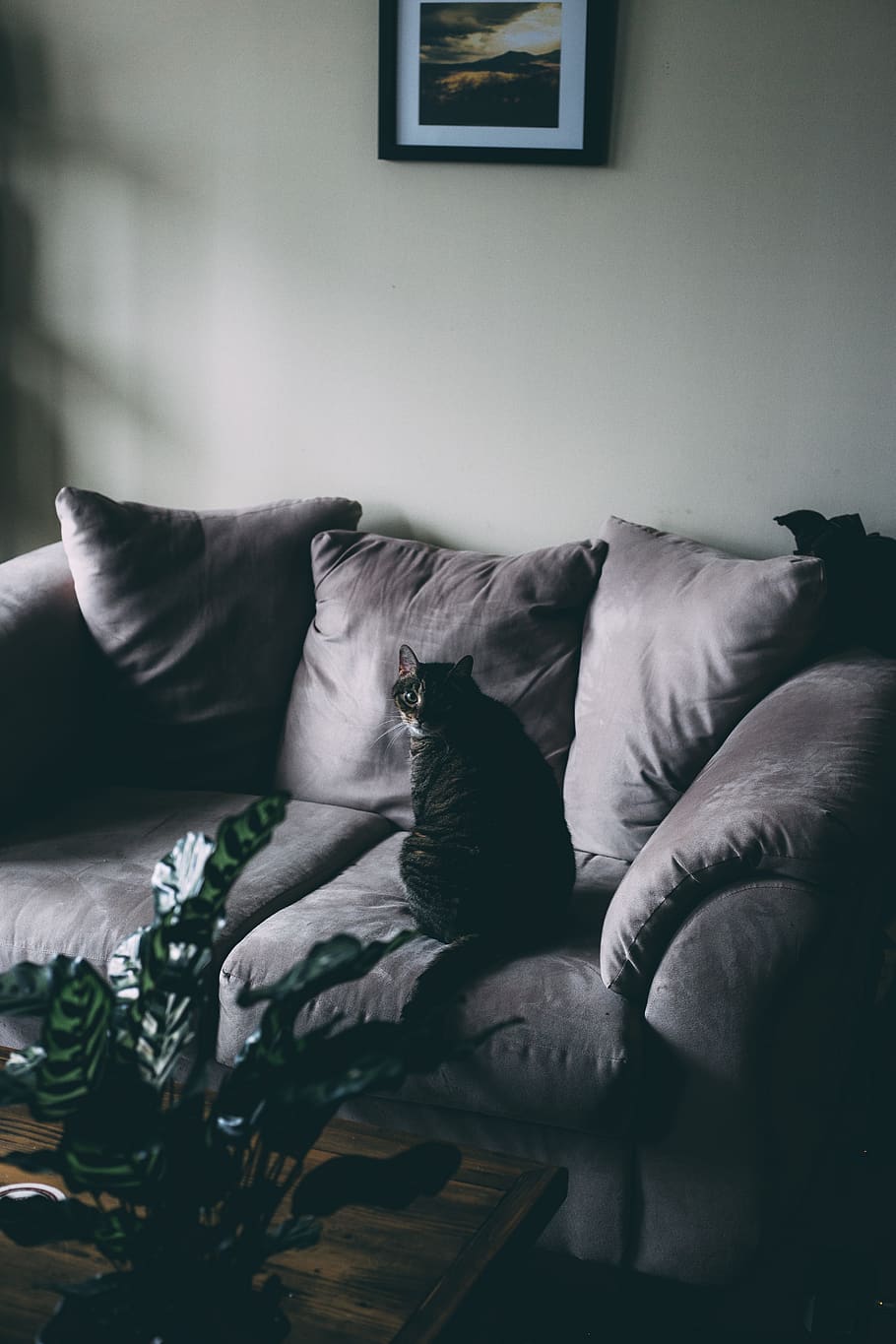 black cat on gray sofa, couch, furniture, cushion, living room HD wallpaper