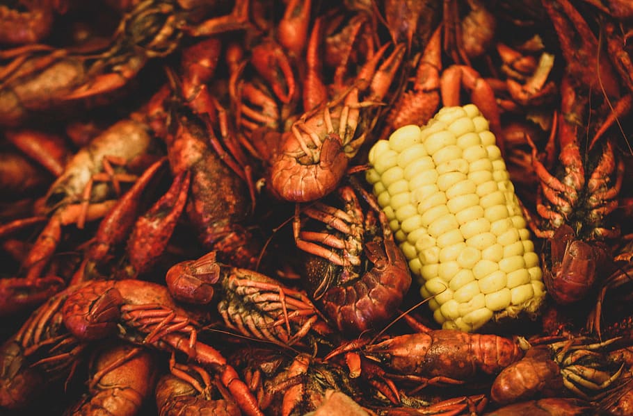 Crawfish Are Many People Background Pictures Of Crawfish Background Image  And Wallpaper for Free Download