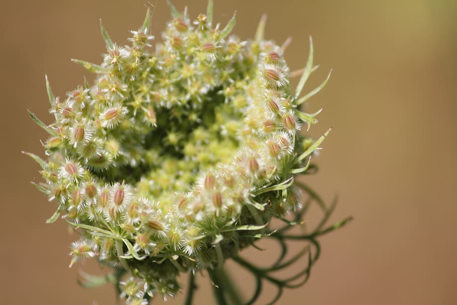 flower, bee-friendly, bees, interesting, nature, hairy, plant HD wallpaper