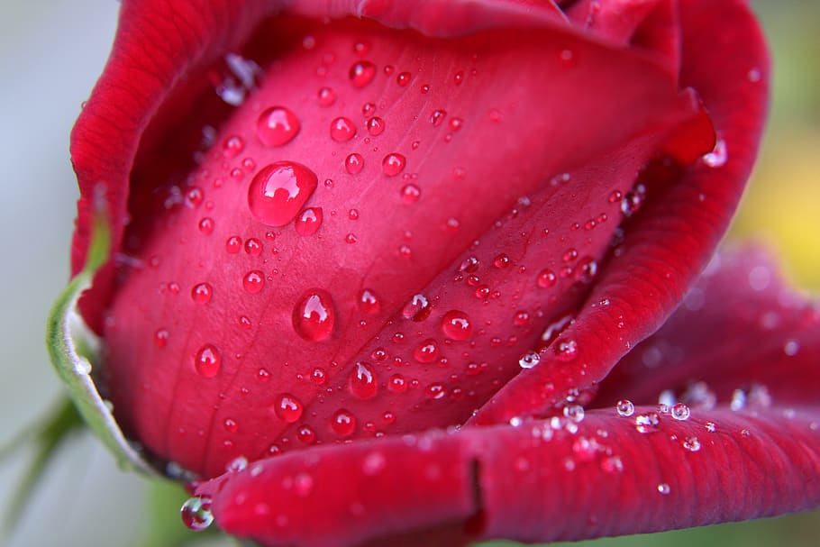 pop dinsdag dorp HD wallpaper: red rose, drops, bloem, feeling, roze, roos, beauty, petals |  Wallpaper Flare