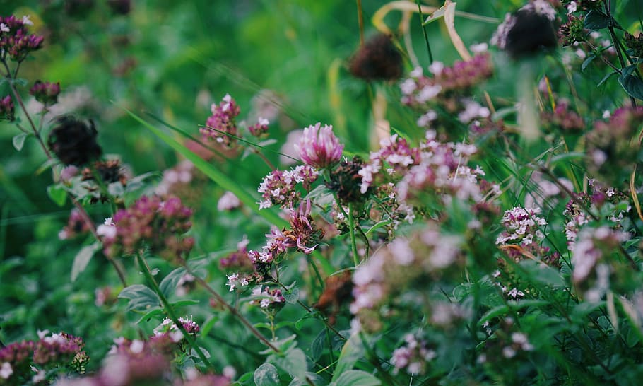 flower, tree, grass, summer, hot, spring, flowers, purple, colourful HD wallpaper