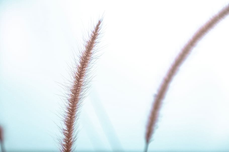 wheat, plants, nature, no people, close-up, beauty in nature HD wallpaper