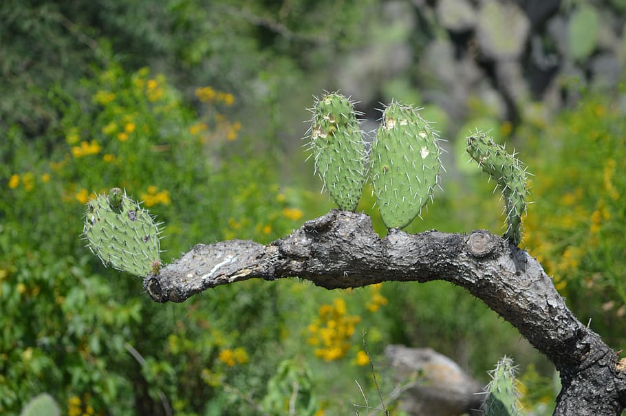 thorns, cactus, wild, nature, plant, tree, focus on foreground HD wallpaper