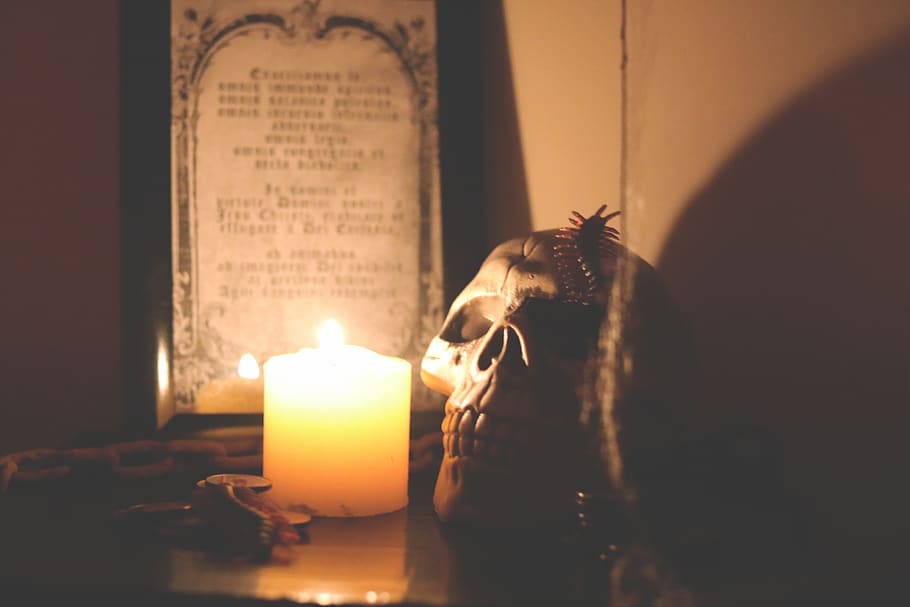 lighted candle beside skull, cockroach, animal, invertebrate HD wallpaper