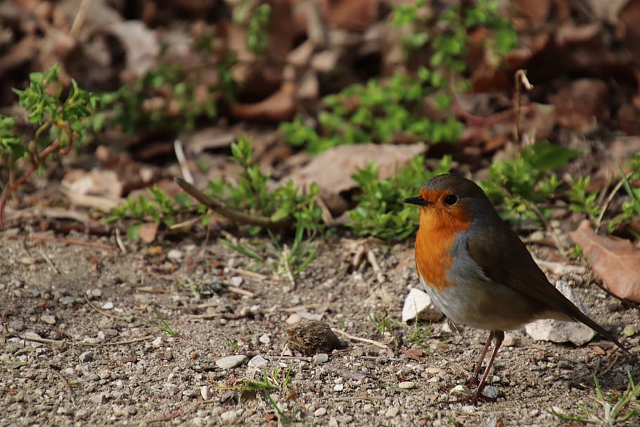 robin, birds, sparrows, spring, cute, garden, feathers, nature HD wallpaper