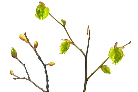 branch, decoration, leaf, leavs, leaves, laeves, leavse, white HD wallpaper