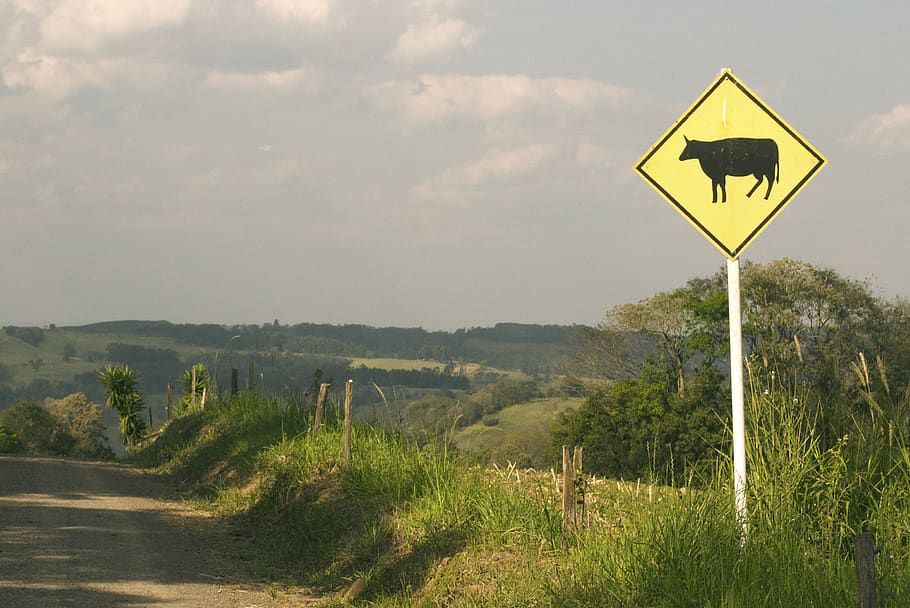 sign, road, communication, road sign, plant, transportation HD wallpaper