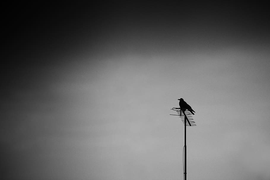 romania, iași, stand, alone, peace, war, odin, george lucian