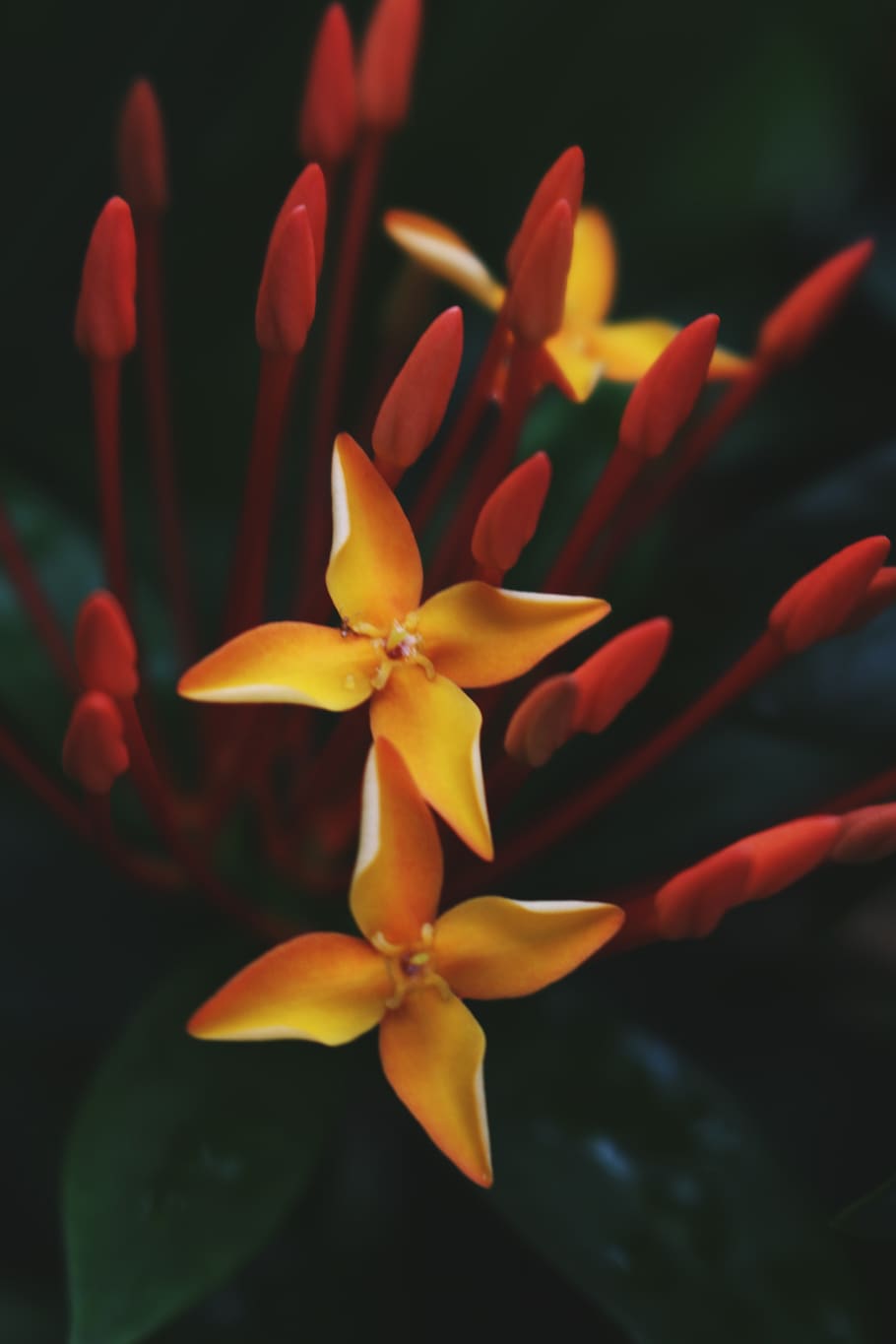Close-up Photography of Yellow Ixora Flowers, bloom, blossom HD wallpaper