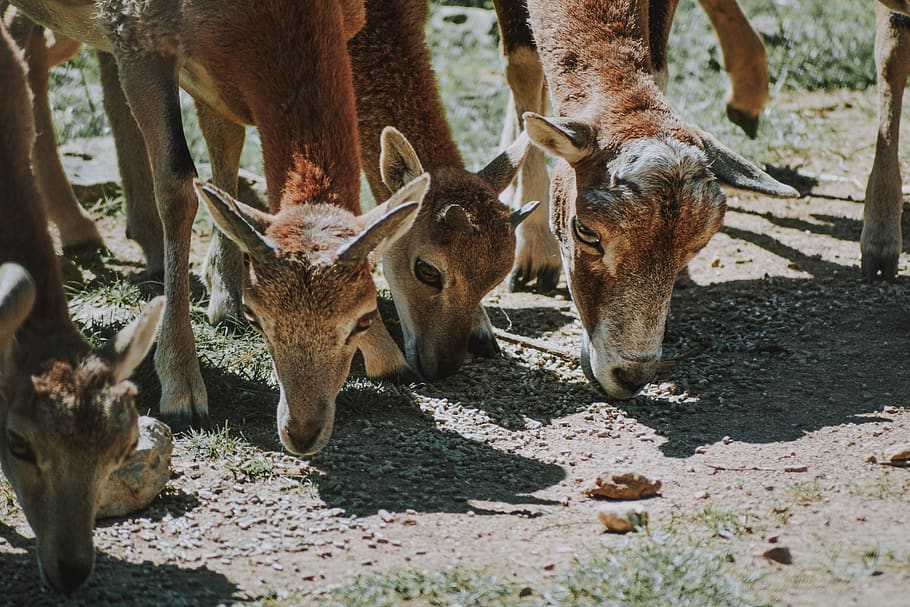 four brown goats, animal, wildlife, mammal, antelope, deer, cow HD wallpaper