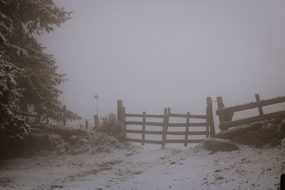 closed gate near trees, nature, weather, outdoors, snow, grey HD wallpaper