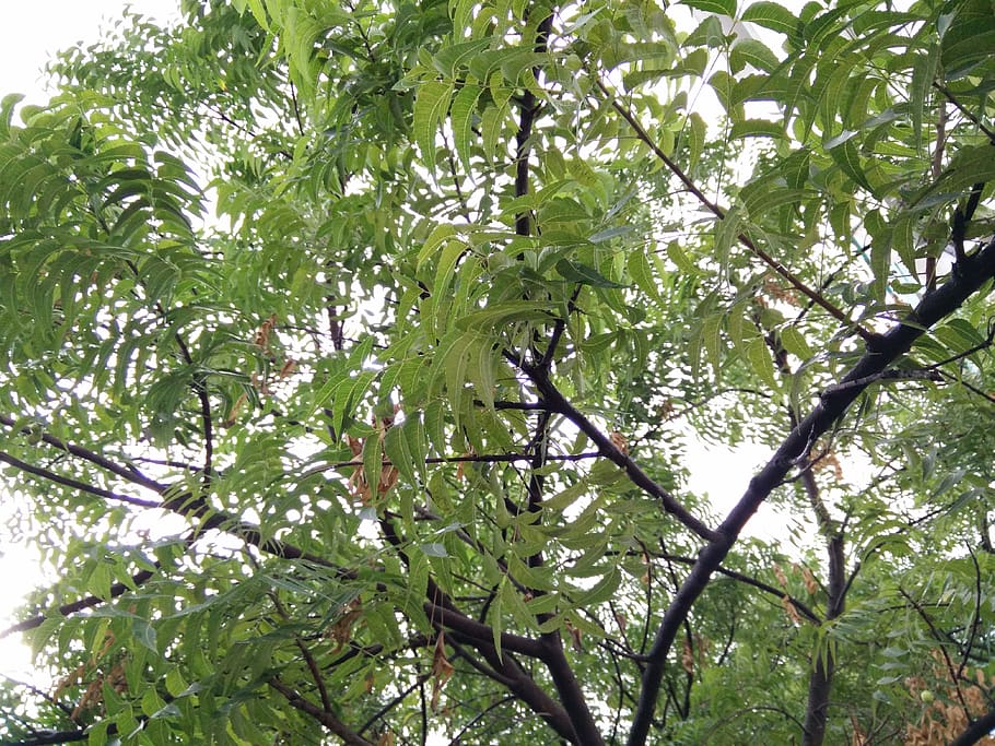 pune, nature, tree, leaf, trees, forest, plant, growth, low angle view HD wallpaper
