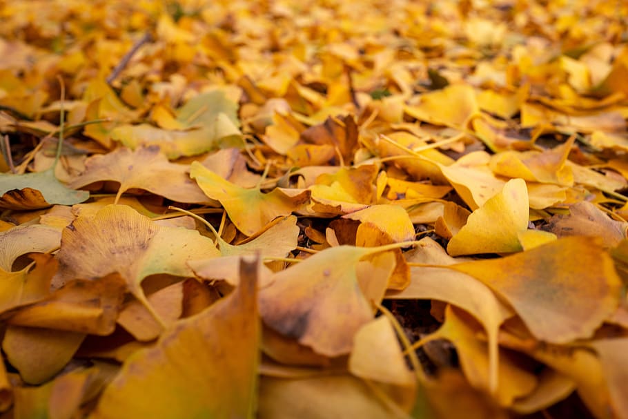 leaves, autumn, yellow, colors, seasons, winter, carpet, nature, HD wallpaper