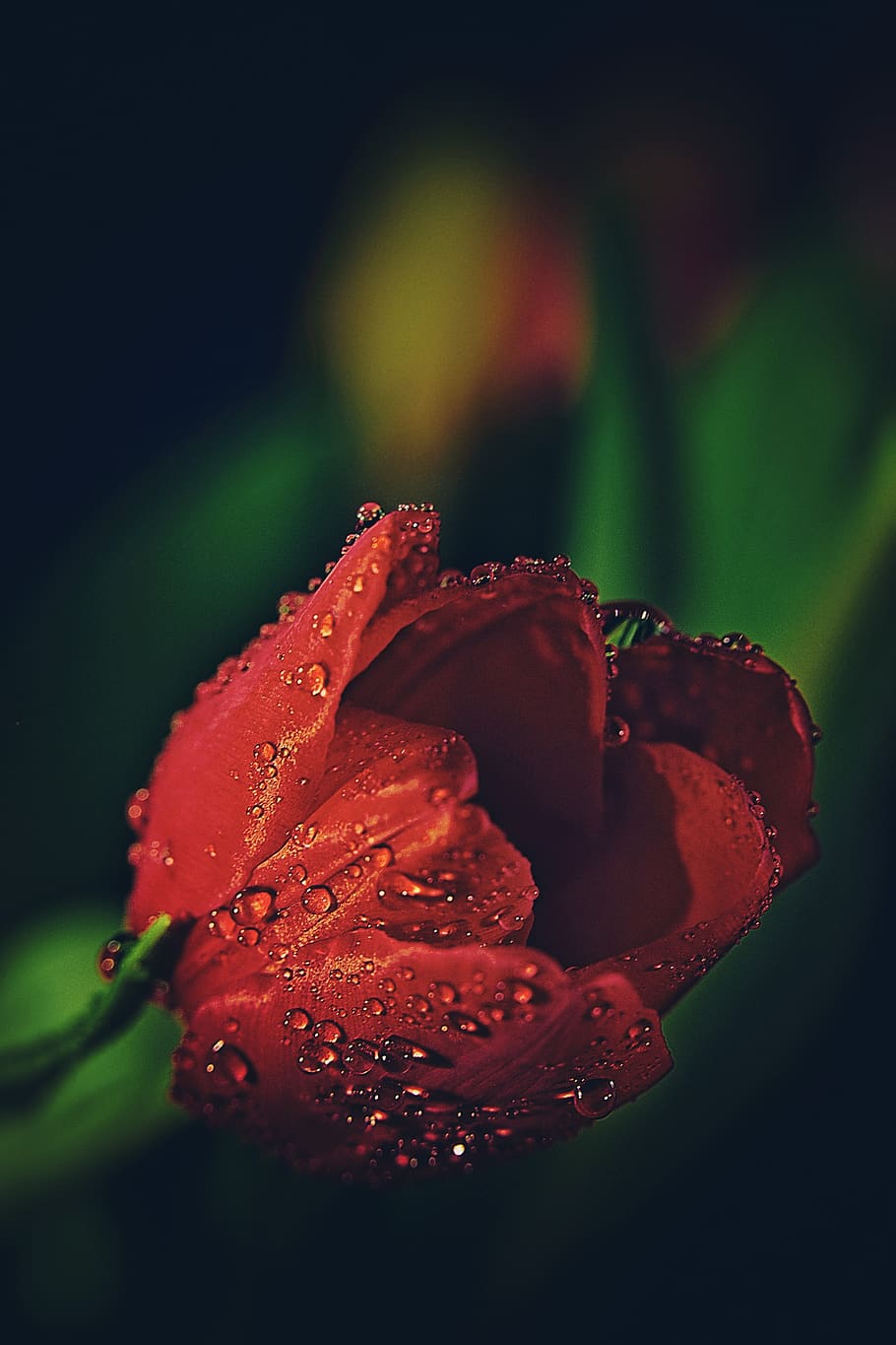 tulip, drip, dew, plant, flower, nature, water, close up, drop of water HD wallpaper