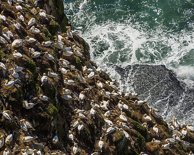 Northern Gannets at Cape St. Mary s, Ecological Reserve in Newfoundland and Labrador, Canada. HD wallpaper
