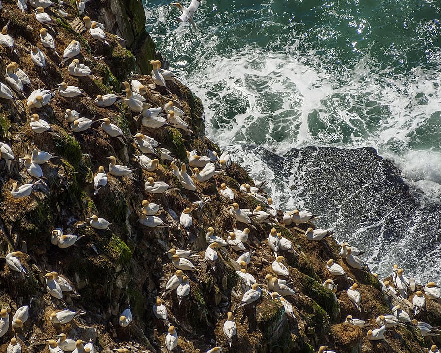 Northern Gannets at Cape St. Mary s, Ecological Reserve in Newfoundland and Labrador, Canada. HD wallpaper