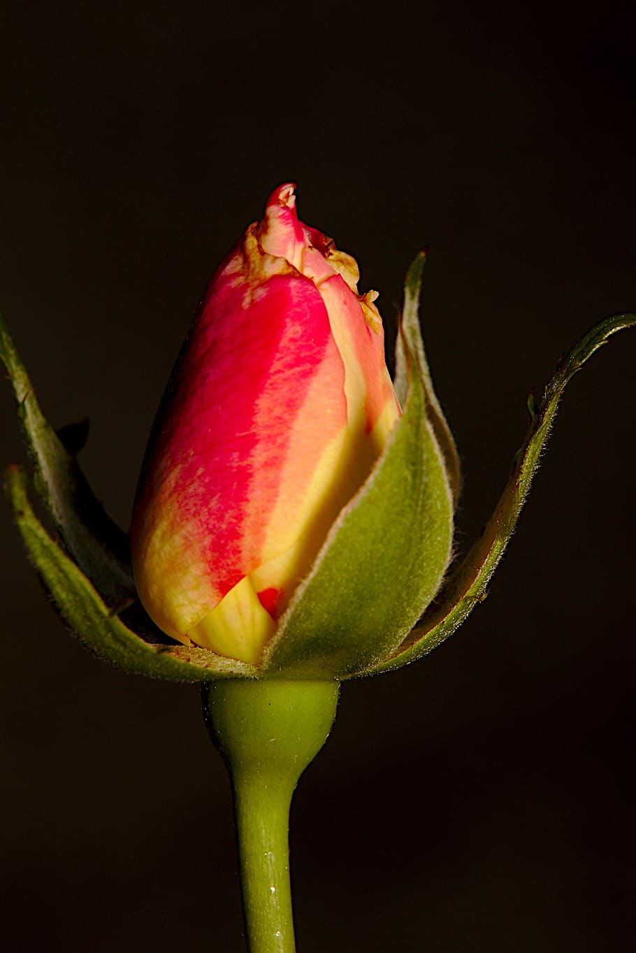 rose, macro, flower, red, yellow, summer, petals, roses, studio shot HD wallpaper