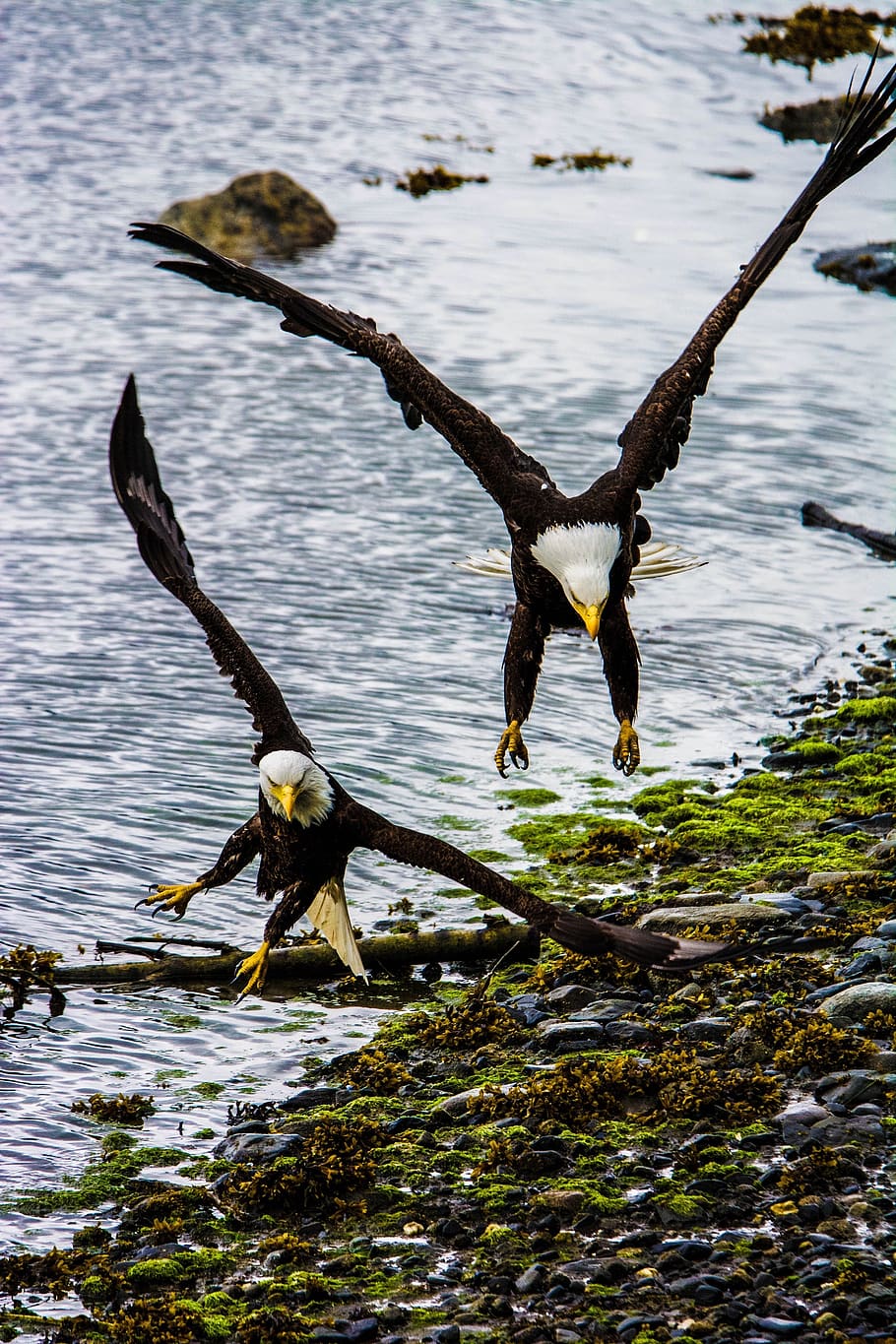 eagle, bald, flying, sky, wings, predator, bird, majestic, soaring HD wallpaper