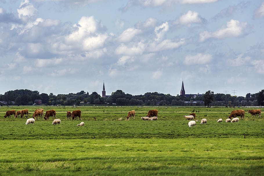 church, landscape, cows, grass, mammal, domestic animals, livestock HD wallpaper