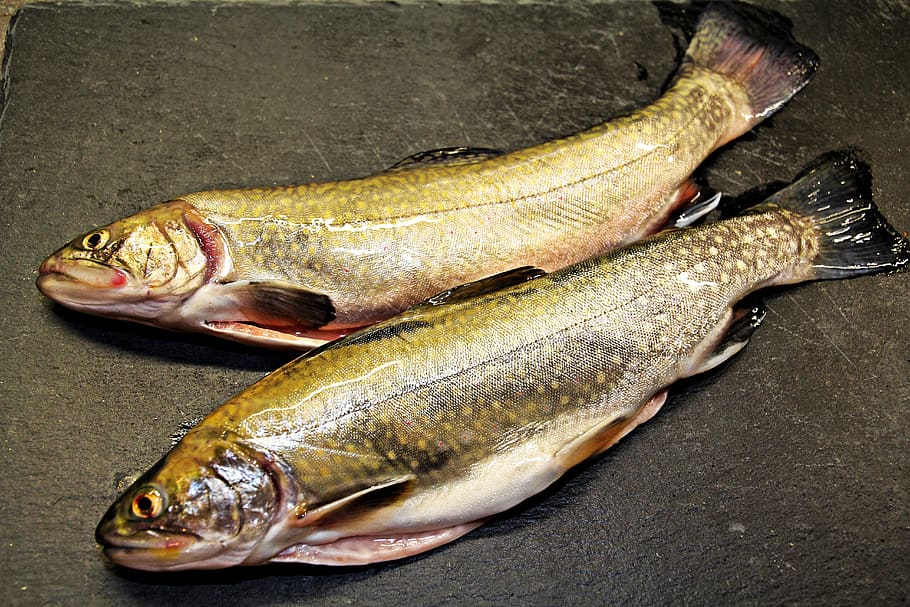 fish, fresh fish, predatory fish, char, bach, benefit from HD wallpaper