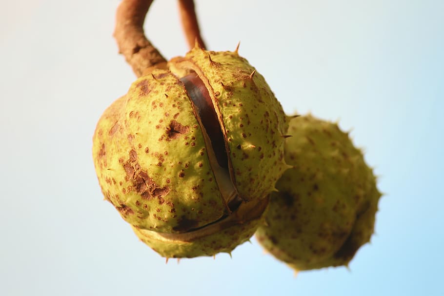 chestnut, chestnut tree, chestnut fruit, open, autumn, prickly HD wallpaper
