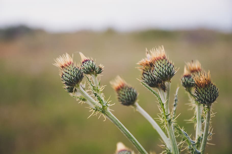 Selective Focus Photo of Green Thistle Buds at Daytime, bright HD wallpaper