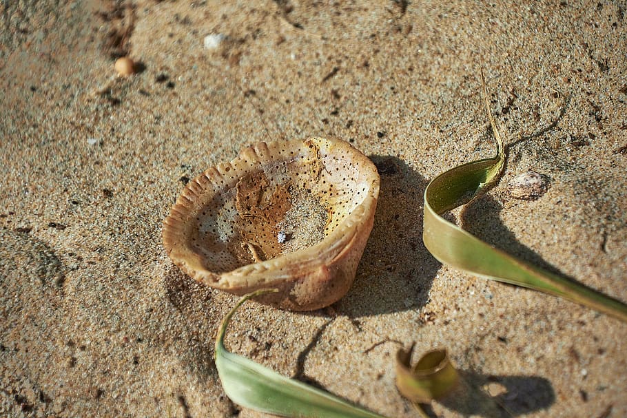 sand, shell, beach, sea, ocean, marine, land, nature, close-up HD wallpaper