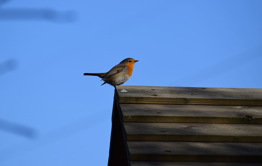 bird, robin, animal wildlife, animal themes, animals in the wild HD wallpaper