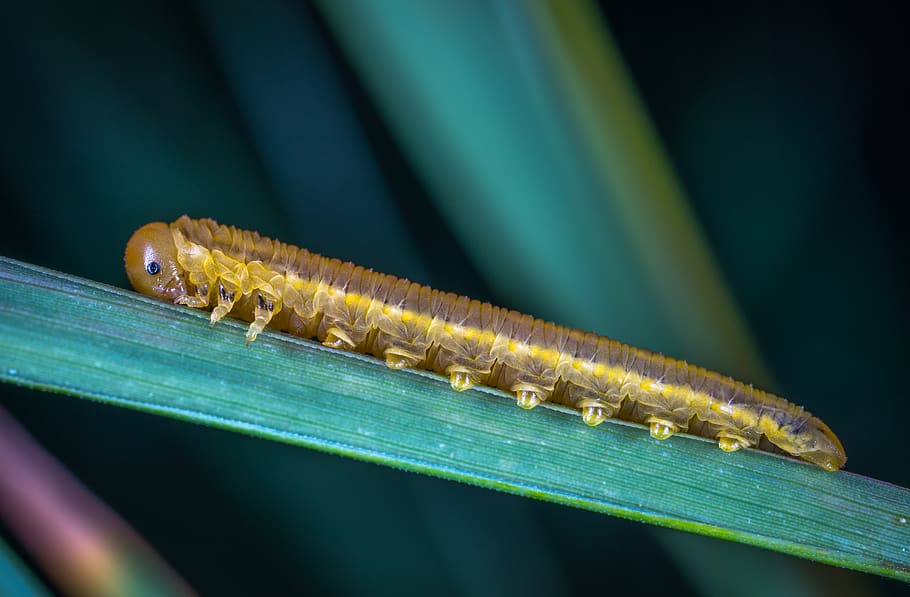 larva, sawfly, insect, macro, long, grass, animal themes, one animal HD wallpaper