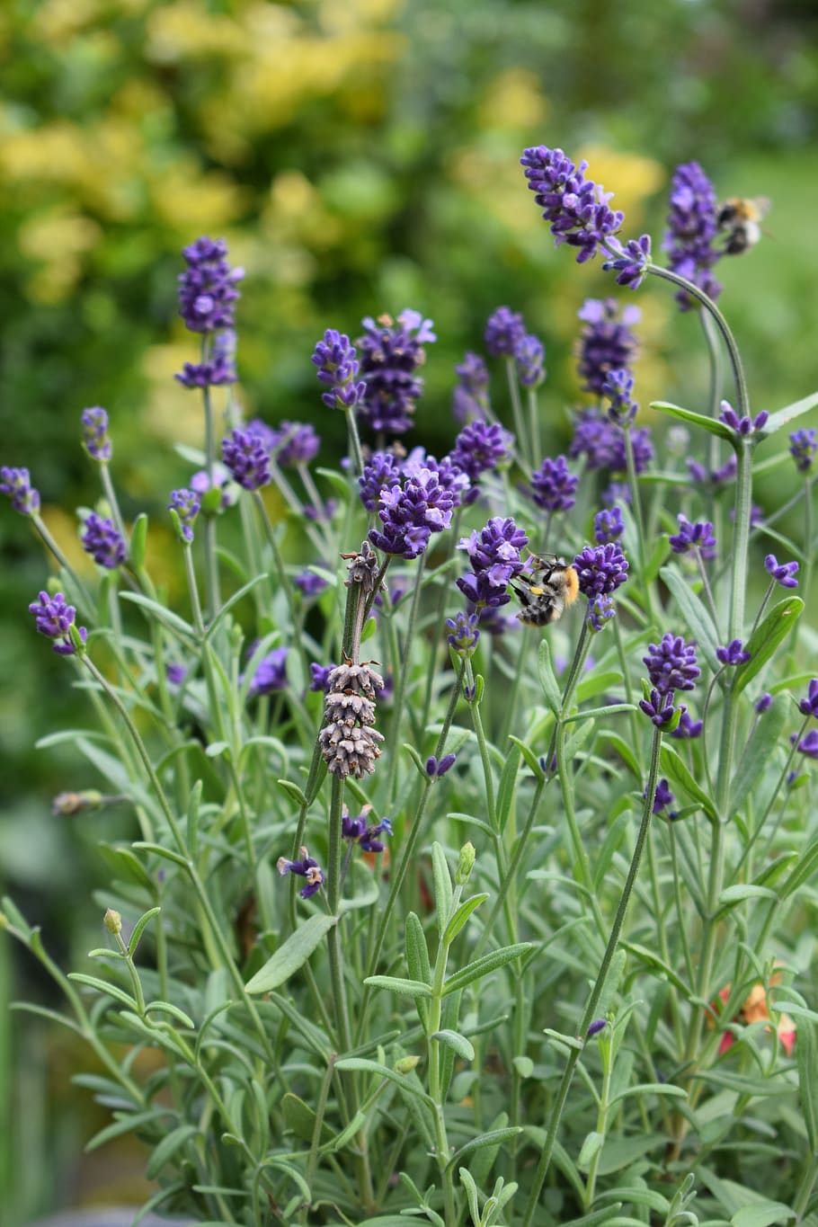 lavender, bee, insect, nature, summer, garden, flower, flora HD wallpaper