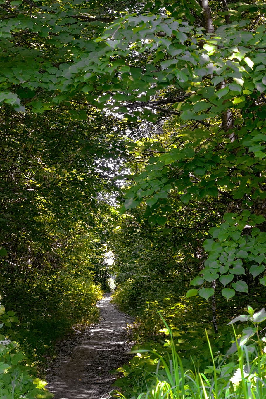 area, beautiful, dirt, environment, erect, foliage, footpath HD wallpaper