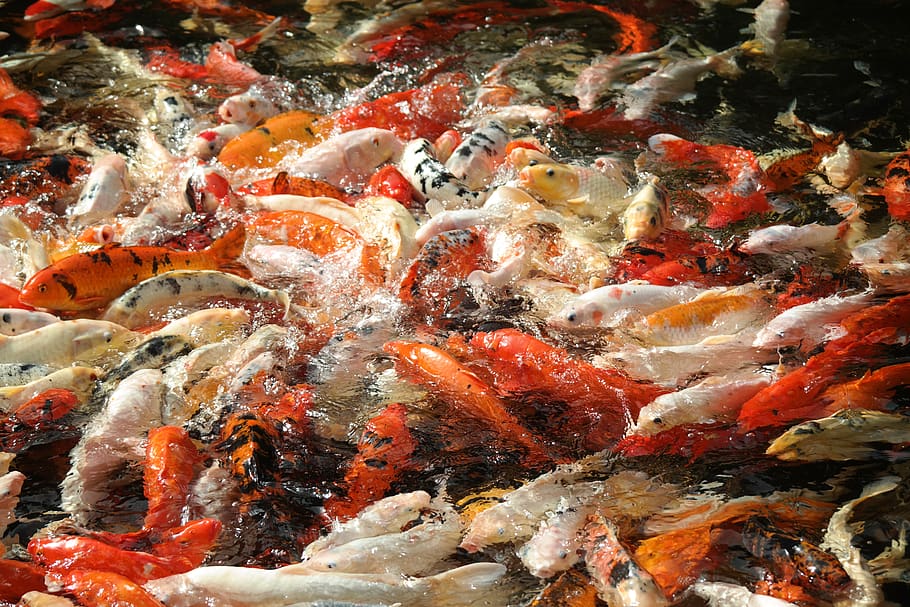 fish, water, feed, koi, animal, animal wildlife, vertebrate HD wallpaper